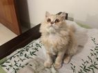 Persian Cat female