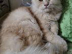 Persian cat female For sell