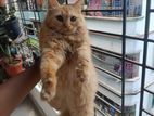 Persian Cat (female)