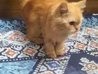 Persian Cat Female
