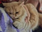Persian Cat Female