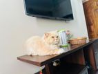 Persian Cat Female