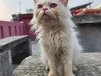 Persian Cat Female