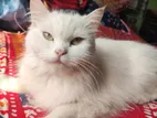 Persian Cat Female