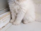 Persian cat female