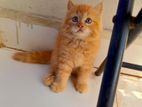 Persian cat female