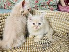 Persian Cat Female