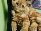 Persian cat female