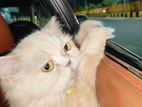 Persian cat female