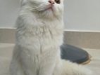 Persian Cat Female
