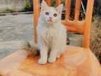 Persian cat (female)