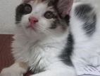 Persian Cat Female