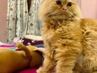 Persian cat [Female]