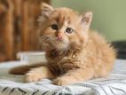 Persian Cat Female Kitten