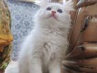 Persian Cat Female Kitten