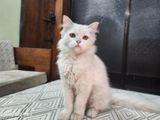 Persian Cat Female Kitten