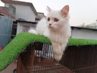 Persian Cat Female Kitten White