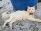 Persian cat