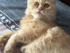 Persian Cat