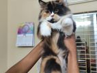 Persian Cat