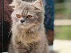 Persian Cat