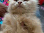 Persian Cat