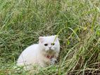 Persian Cat