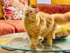 Persian Cat