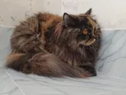 Persian cat