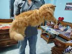 Persian cat sell.