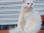 Persian cat