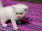 Persian cat