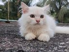 Persian Cat