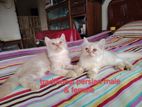Persian cat for sell