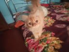 Persian cat for sale