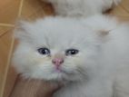 Persian Cat