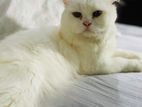 Persian cat