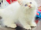 Persian cat sell