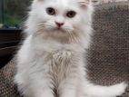 Persian Cat