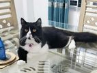 Persian Cat