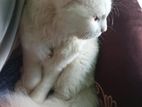 Persian Cat