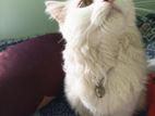 Persian cat