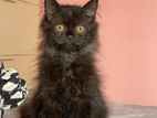 Persian cat
