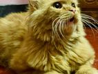Persian Cat