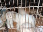 Persian Cat
