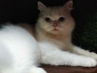 Persian Cat