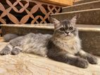 Persian Cat