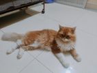 Persian cat