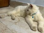Persian Cat