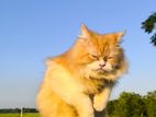 Persian Cat
